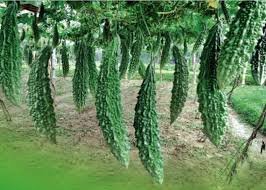 চার বছরে ১ কোটি ৬০ লাখ পরিবার পাবে ফ্যামিলি কার্ড, উদ্বোধন ১৬ আগস্ট